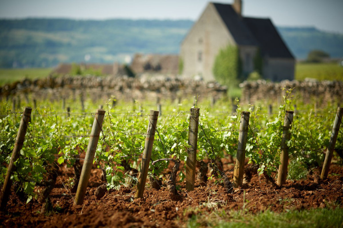 vignes-1024x682.jpg